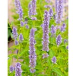 Anise/Fragrant Hyssop